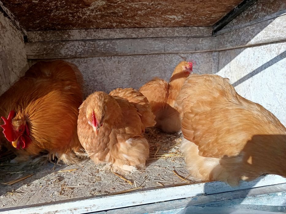 Oua incubat mătase japoneza și cochincina galben pitic