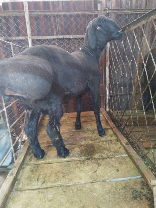 Қошқар, Баран, сатылады.