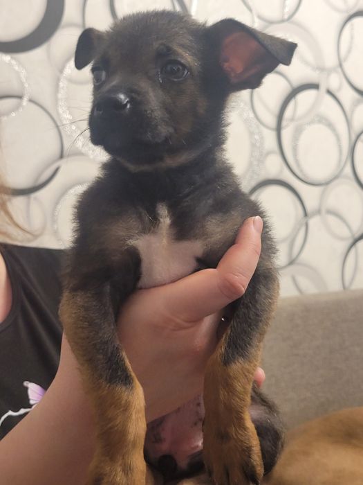 Отдаю щенка девочку