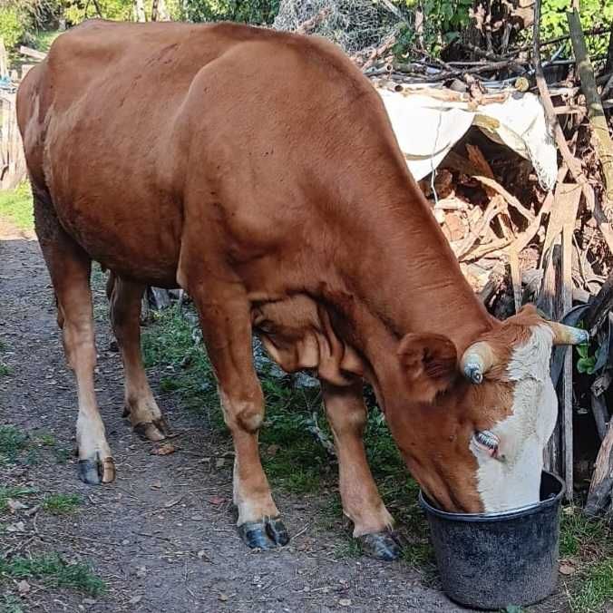 VAnd vitea gestanta rasa baltata romaneasca
