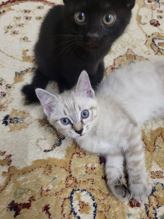 Котята черный и белый