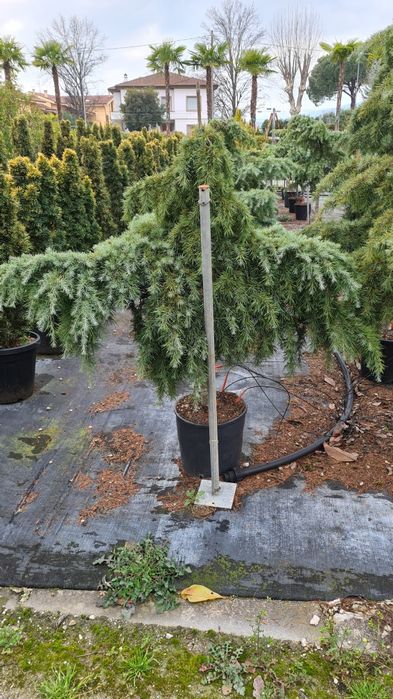 Cedru pendular fhotinia