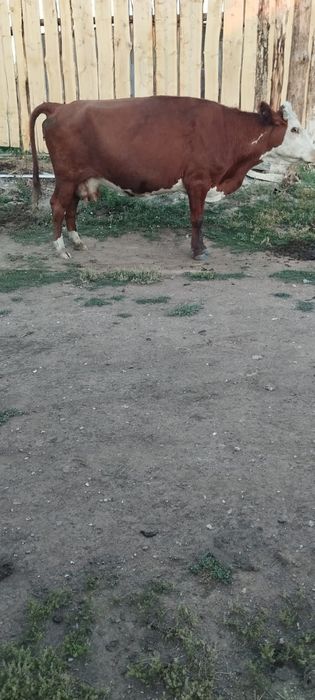 Продам дойную корову