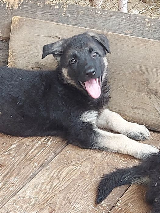 Щенки Восточноевропейской овчарки