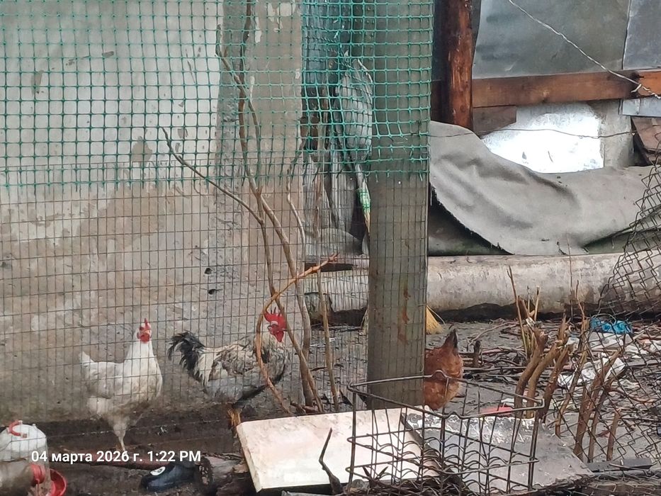 Куры ммшщщпаппрззщш