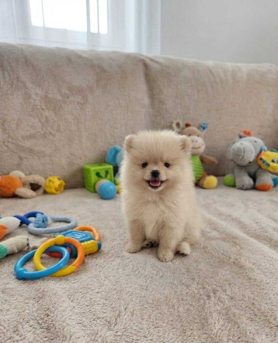 Pomeranian ideal pentru casa