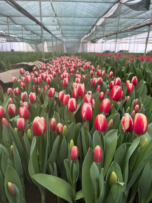 Тюльпаны оптом Алматы в городе есть склад