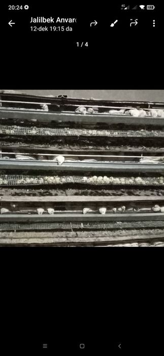 Bedana tuxum beliy gegant  sotiladi uyda boqilgan tabiy