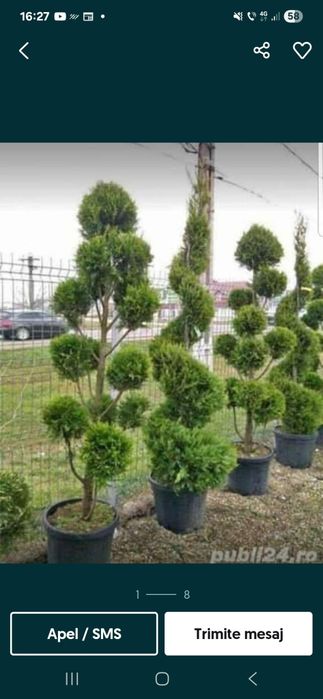 Plante decorative la pret de producător