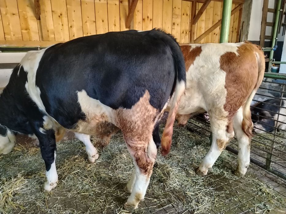 Bălțat pe negru de vânzare..