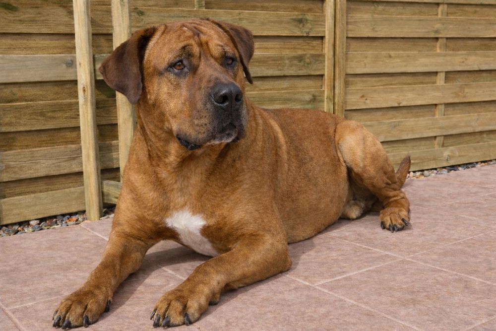 Тоса-ину Банзай в ответственные руки