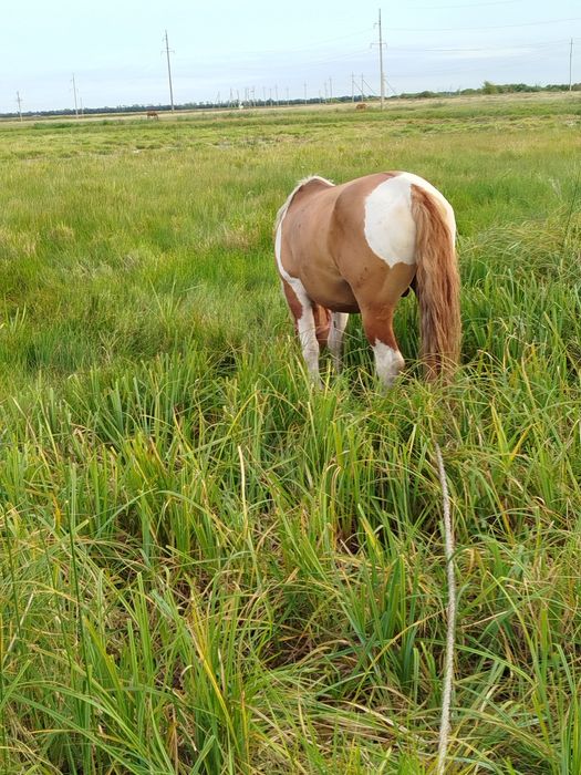 Продам жеребца полу тяг
