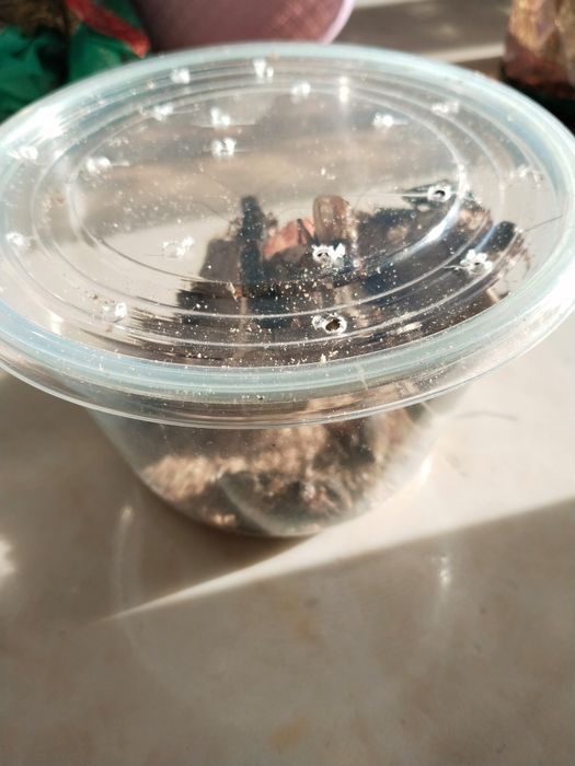 Сверчки живой корм для рептилий и животных.