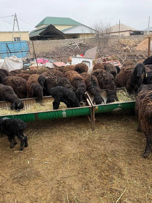 Кой бар адеми пародисты