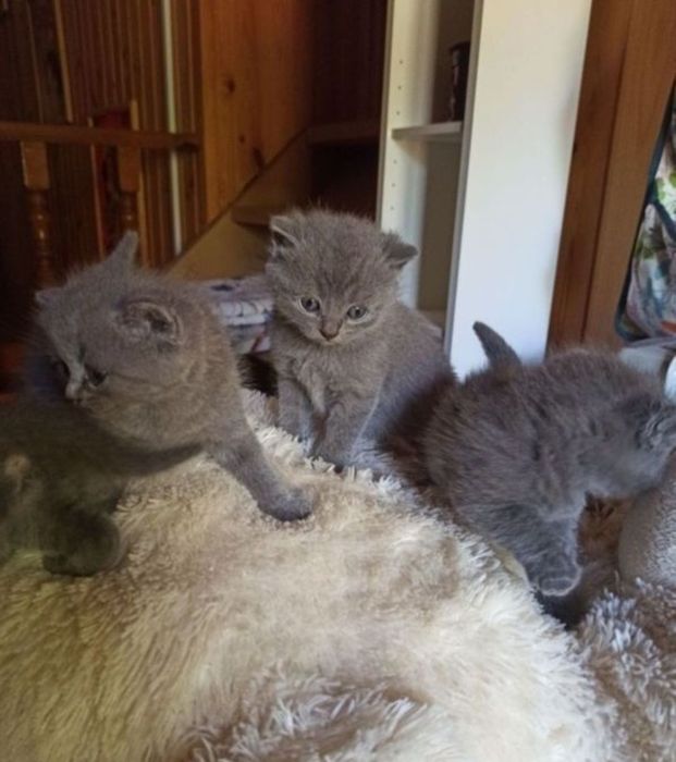 Котяьа к лотку приучены,  девочки