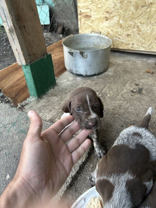 Продам щенков курцхаара