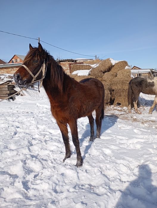 Продам жеребчика 3х летка