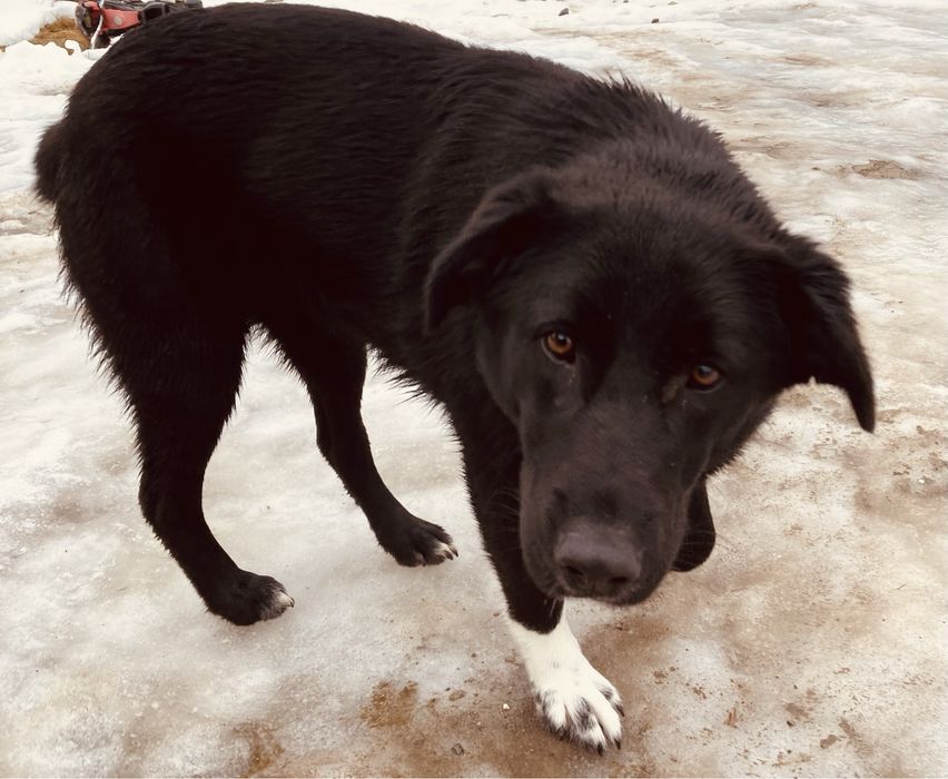 Donatie - catelusa 1 an, talie medie