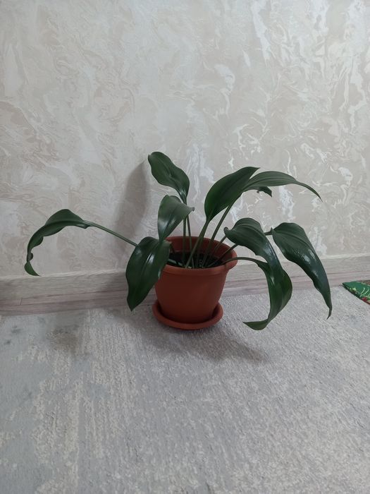 Гүл сатамын.Продам цветы