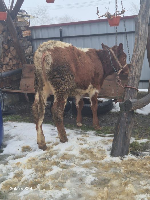 Vițica bălțată 6 luni