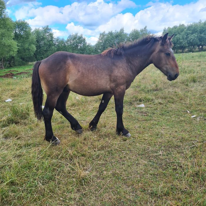 Iepe mhnji de vhnzare informații la telefon