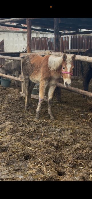 Байтал кобылка лошадь жылкы