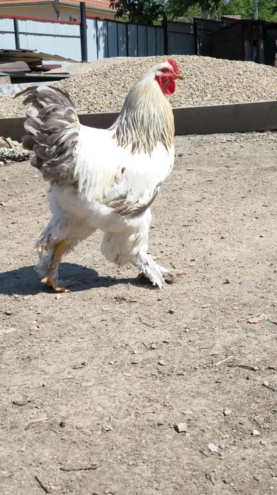 Disponibil Cocoș Brahma HD