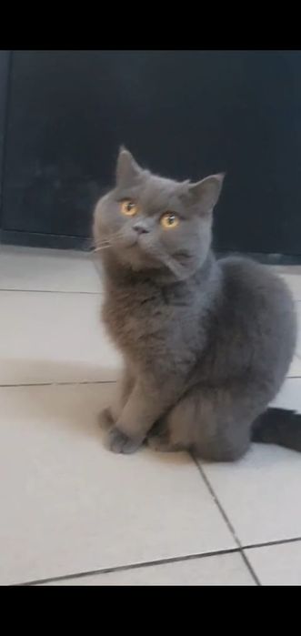 Кот Базилио Британец.