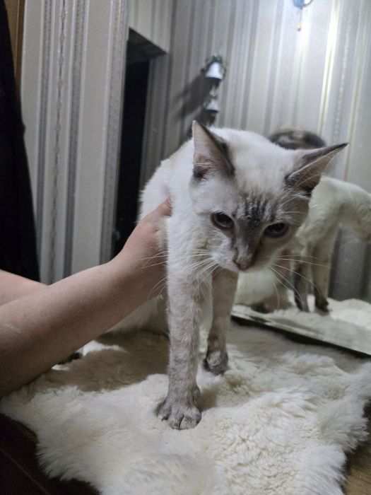 Тайская Табби Поинт кошка