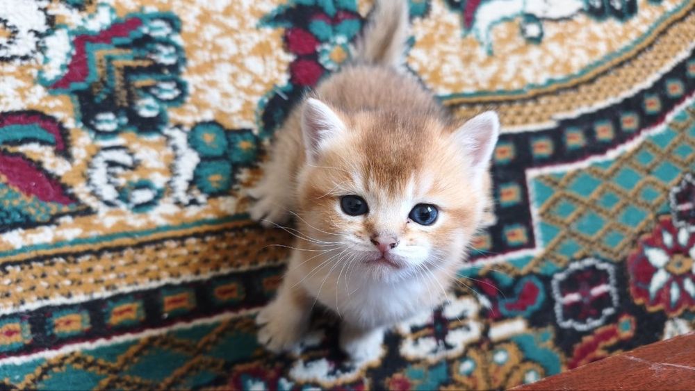 Продаются котята породы британская короткошерстная (золотая шиншилла)