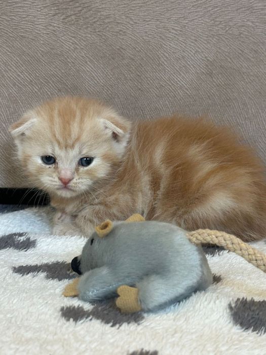 Шотландский вислоухий котенок