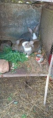 Vând iepuri pentru Paști, de 3 luni de zile