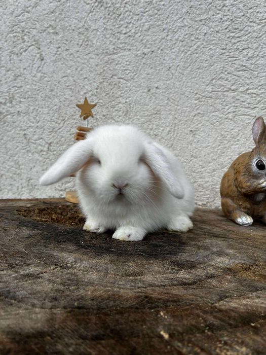 Iepuri pitici de companie mini lop/berbec pitic/holland lop