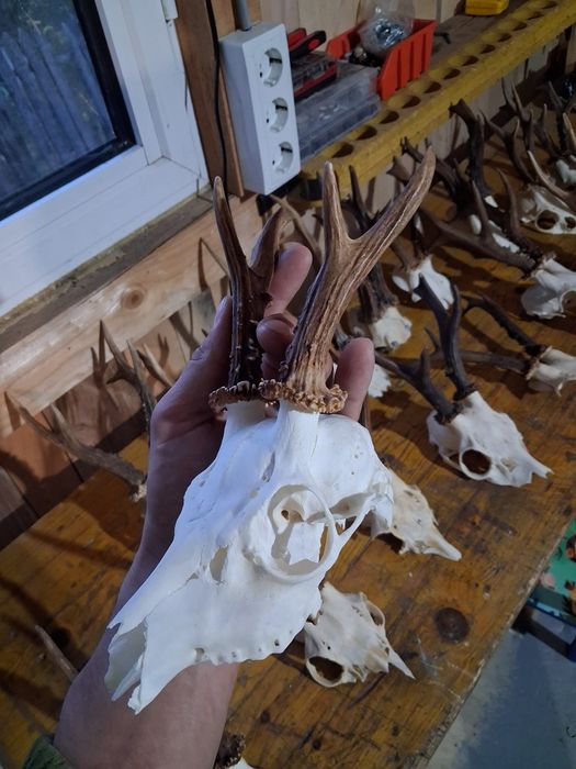 Trofee  pentru capra anul nou caprior