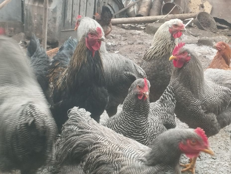 Cocoși playmount și brahma