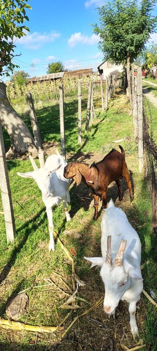 Vând Iadă și țap