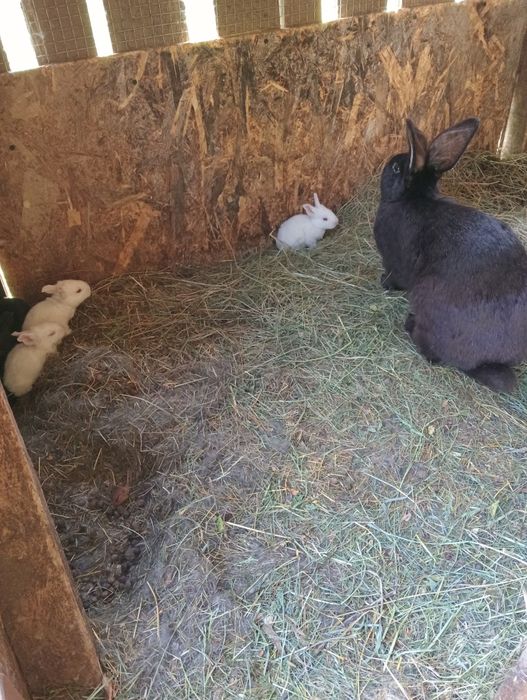 Vând iepuroaice cu pui
