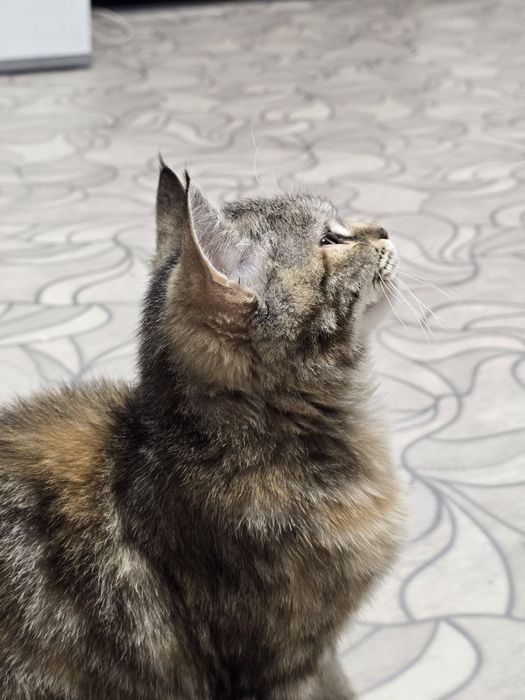 отдам кошку в хорошие руки