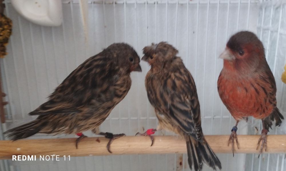 Канарейка молодойла красная дерева.