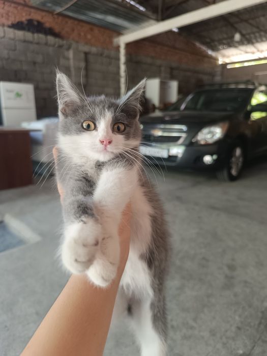Отдаем котенка в хороши руки