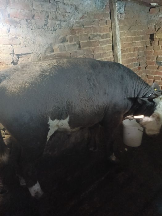 Продам бычка полторагодовалого