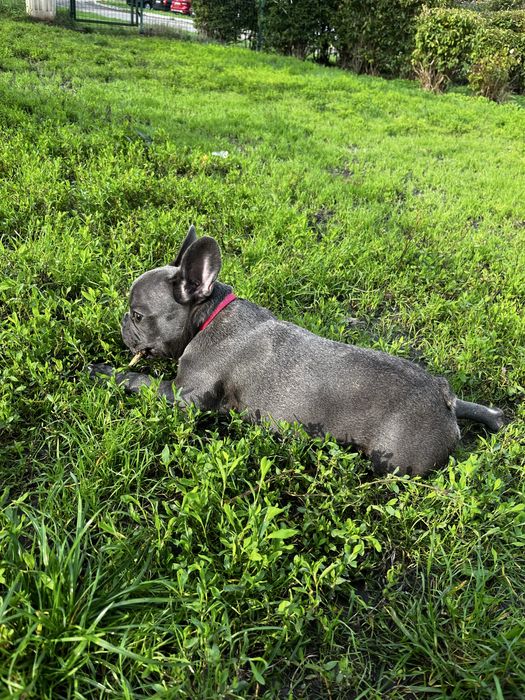 Френски булдог женски сив 6 месечен