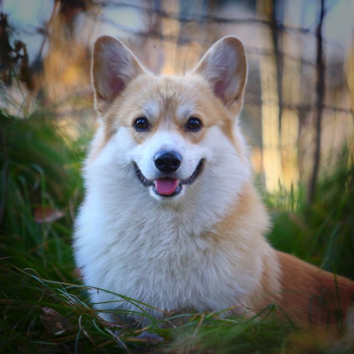 Щенки вельш-корги пемброк