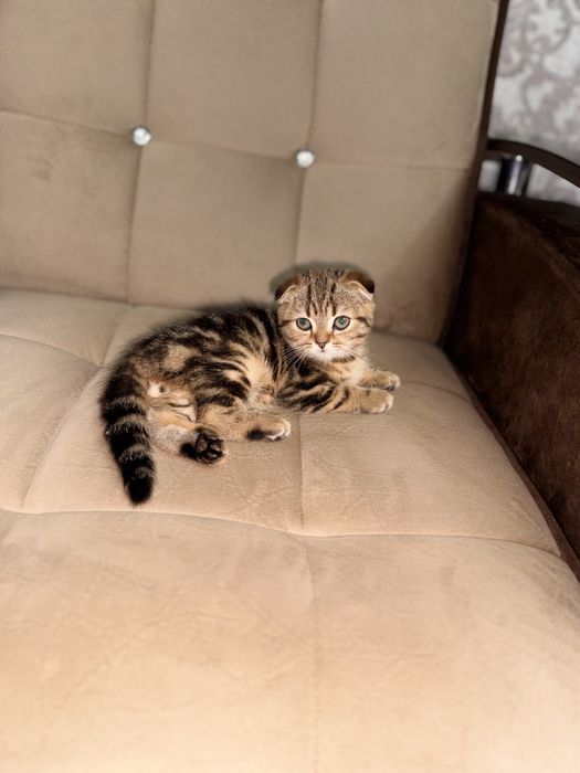 Срочно продается мальчик здоровый