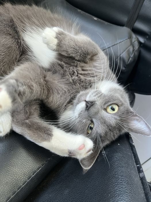 Отдам кошечку в хорошие руки