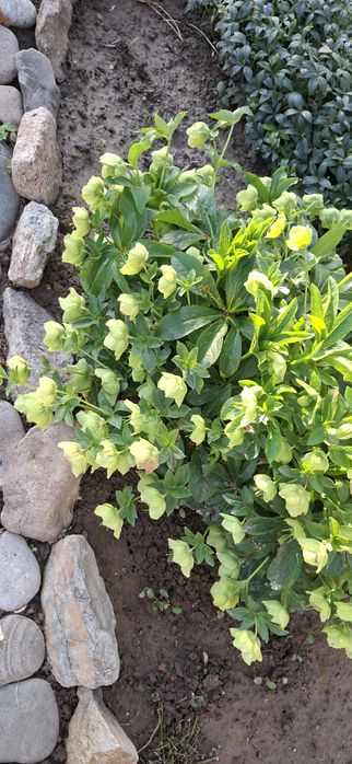 Цветы для вашего сада