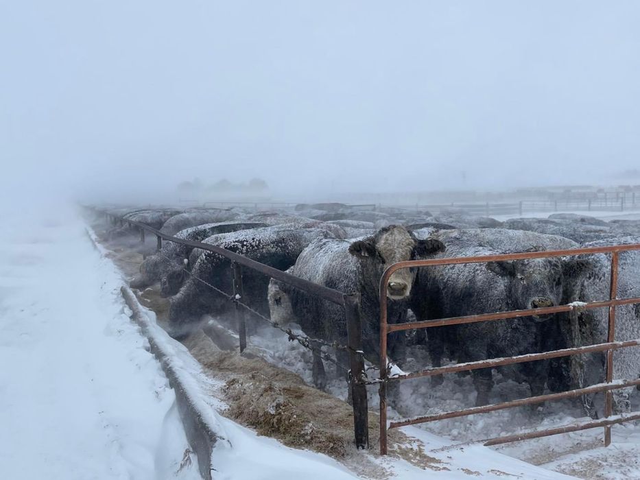 Faina / Uruiala / Furaje din srot soia porumb  grau srot floare premix
