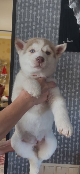 Девочка хаски с голубыми глазками