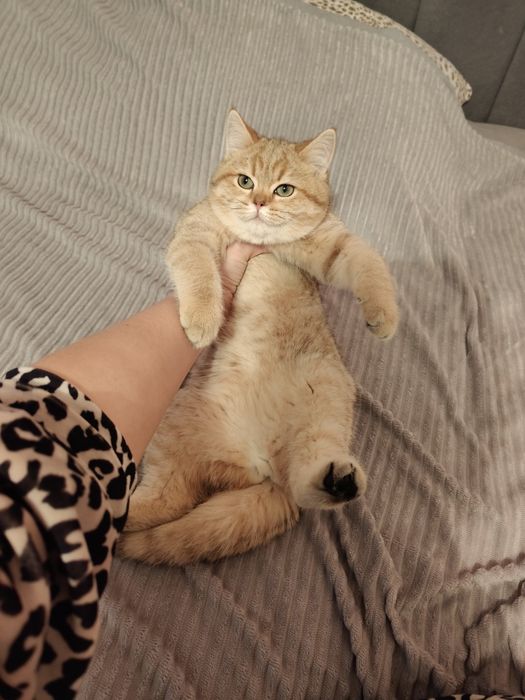 Котята Голубые , Золотые , Бикалоры