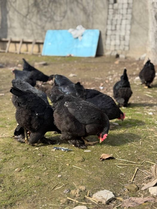 Jaydari tovuqlar sotilafi